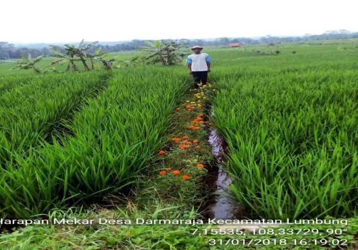 CARA BUDIDAYA PADI UNTUK MEMPEROLEH HASIL OPTIMAL