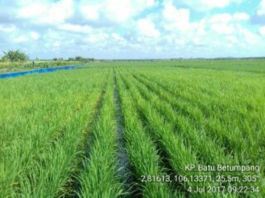 Budidaya Padi "RAISA"