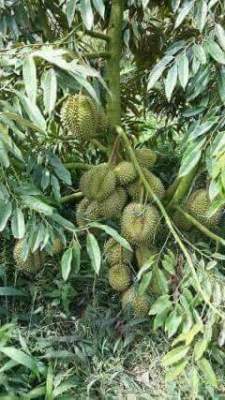 CARA BUDIDAYA DURIAN YANG BENARSERTA CEPAT BERBUAH