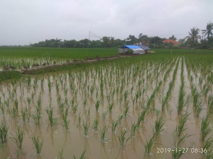 Budidaya Terpadu Antara Padi Dan Itik Ã¢â‚¬Å“parbekÃ¢â‚¬Â