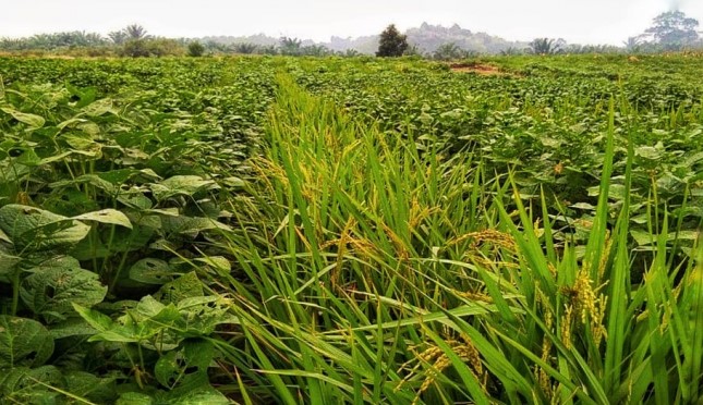 POTENSI Black Soldier Fly (BSF) SEBAGAI SUMBER PROTEIN