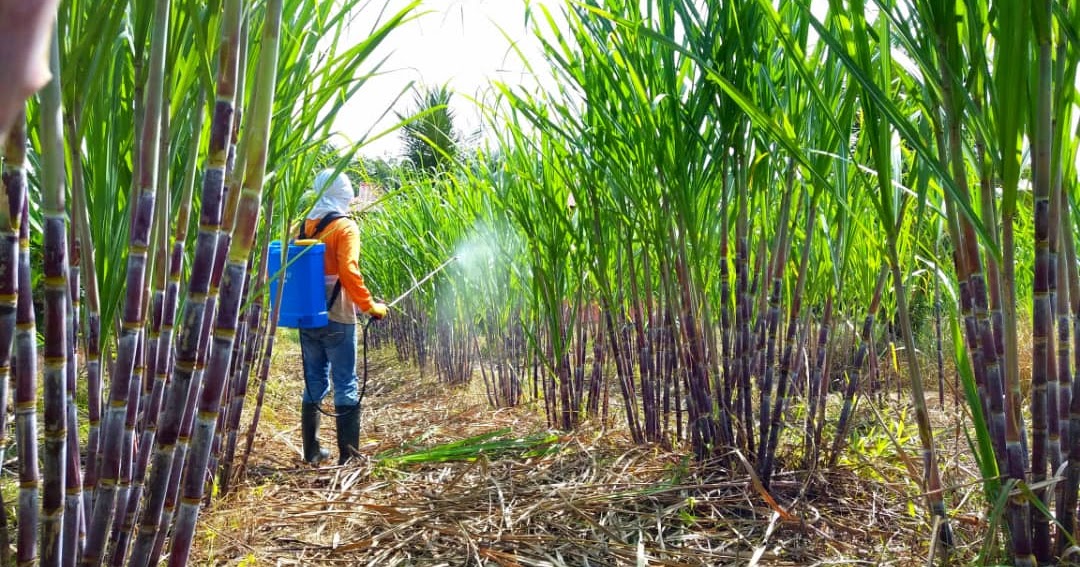 Penerapan Teknologi CSA di Indonesia: Langkah Menuju Pertanian Berkelanjutan