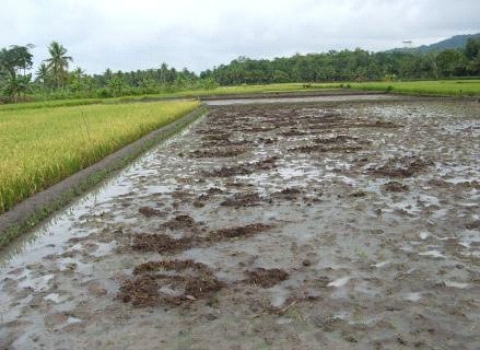 Budidaya Padi Organik