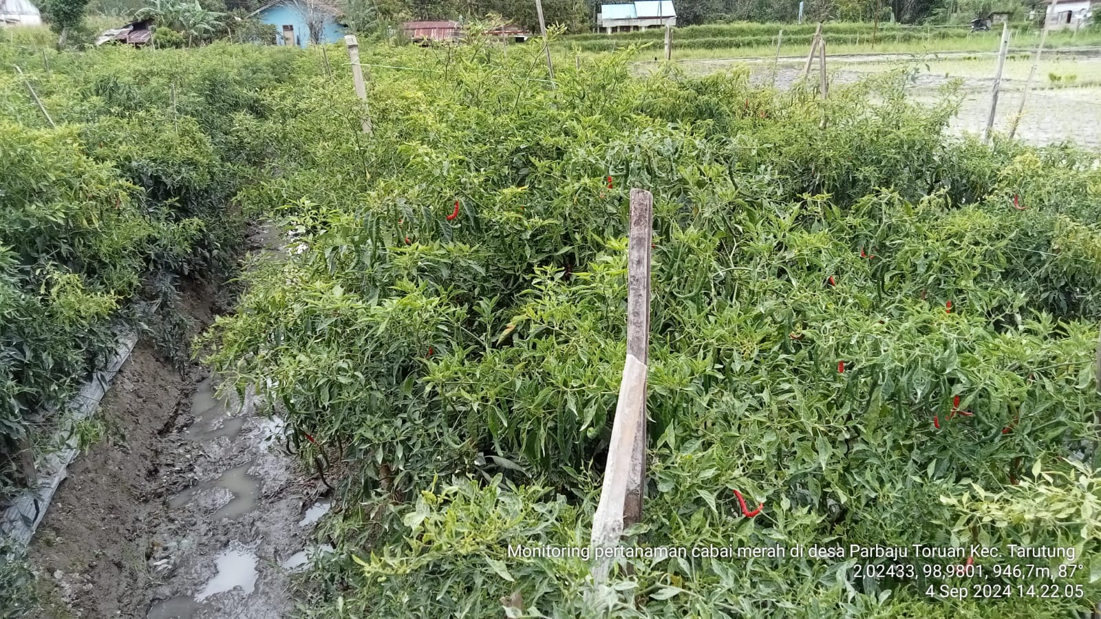 Penyakit Kering Akibat Thrips Dan Tungau