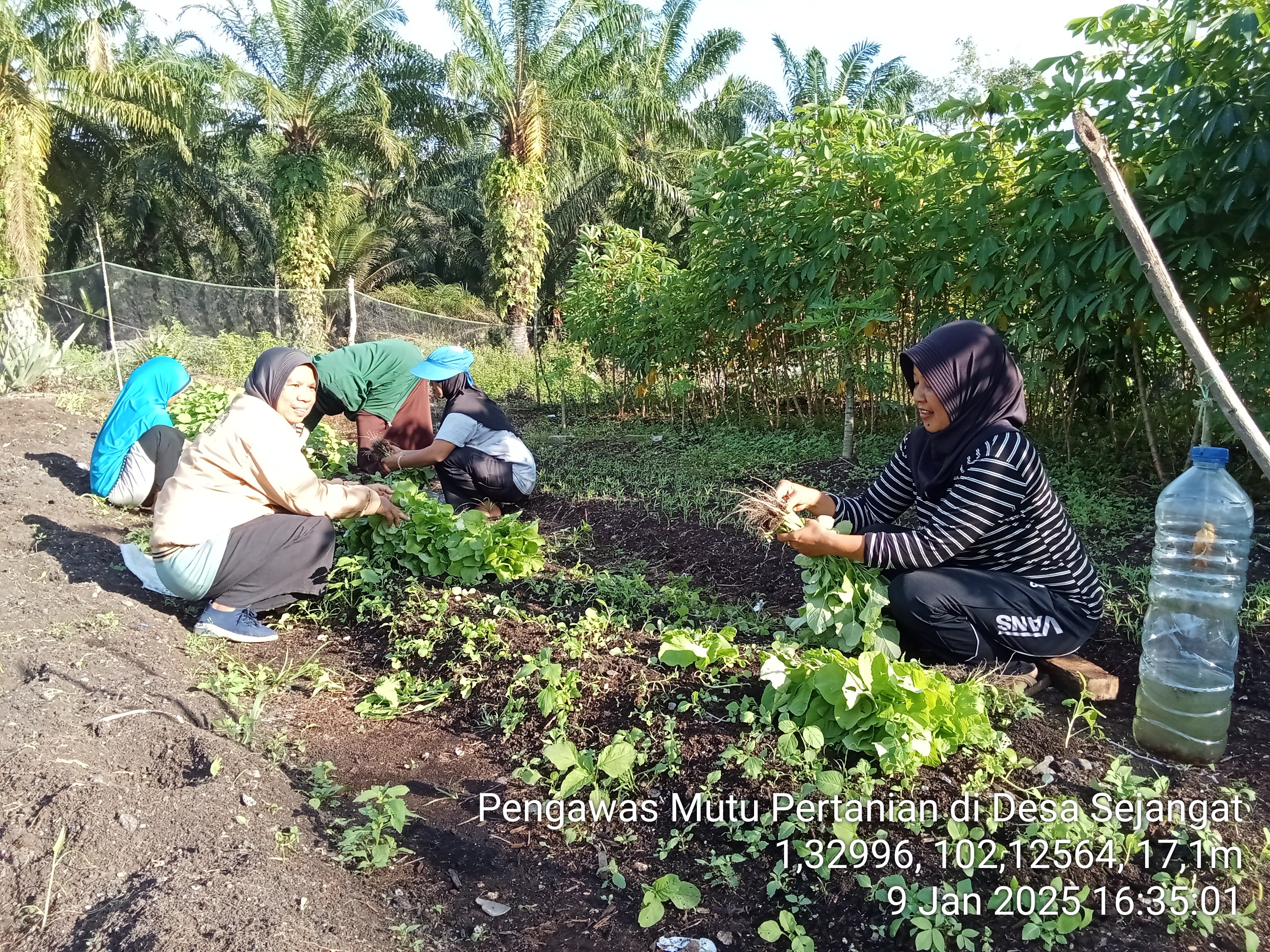 Pengawas Mutu Tanaman Panen Kangkung Sejangat