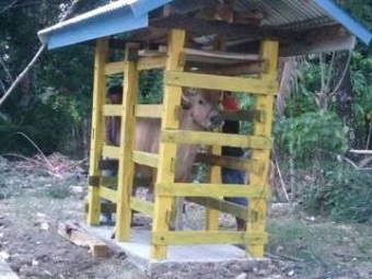 Pembuatan Pupuk Cair Dari Urin Ternak