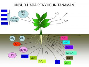 UNSUR HARA PADA TANAMAN