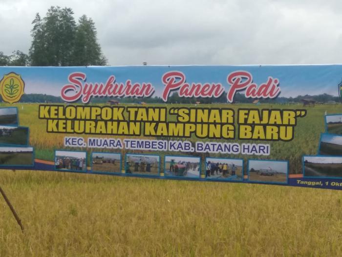 SYUKURAN PANEN PADI SAWAH KELOMPOK TANI SINAR FAJAR KELURAHA KAMPUNG BARU KECAMATAN MUARA TEMBESI