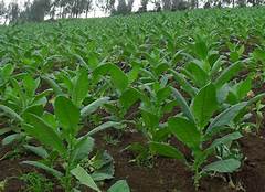 budidaya tanaman tembakau di kecamatan grogol kab. kediri