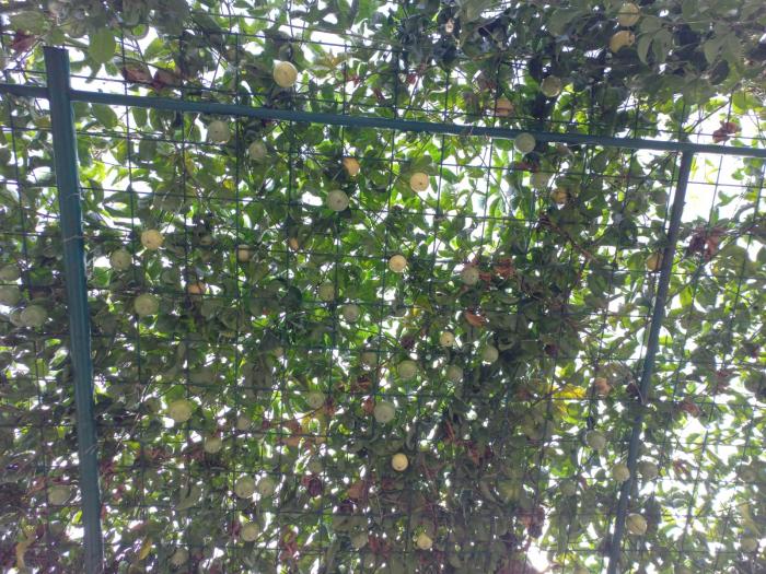 SISTEM  RAMBATAN TANAMAN MARKISA 