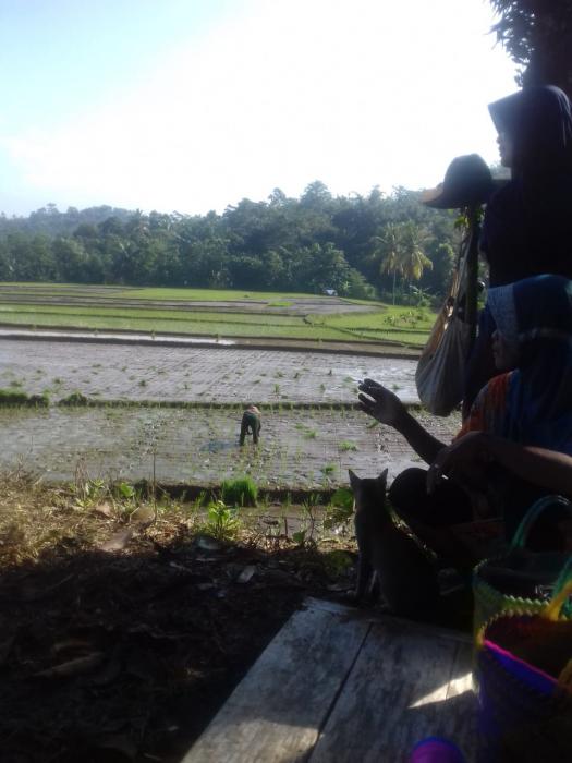 Kegiatan Percepatan Tanam padi sawah bulan Juni 2020 di Kec Leuwidamar