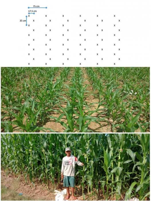 Sistem Tanam Zigzag pada Budidaya Jagung: Peningkatan Produksi melalui Penambahan Populasi