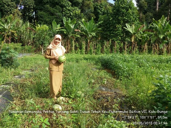 SERANGAN HAMA PADA TANAMAN SEMANGKA BESERTA PENGENDALIANNYA