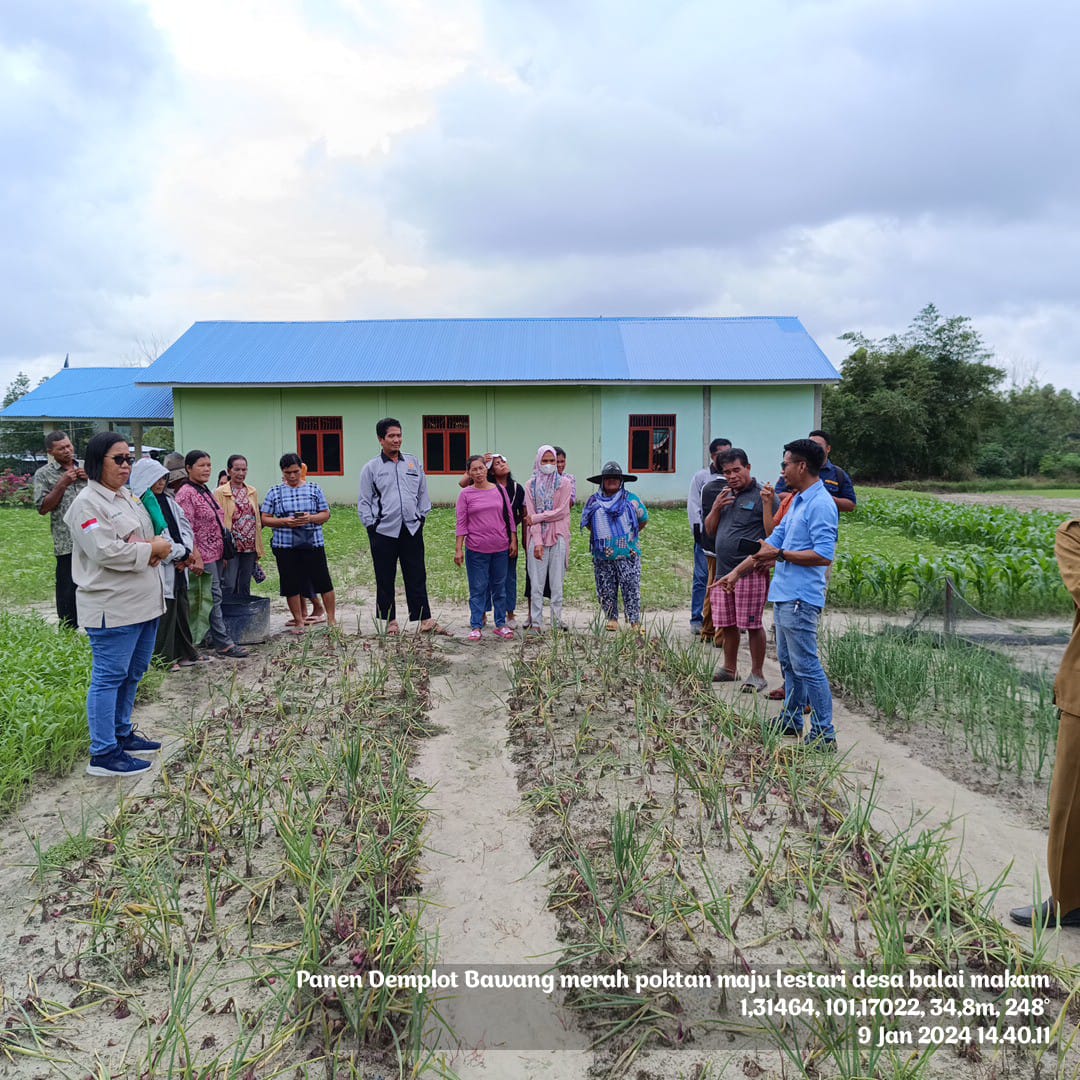 KEGIATAN DEMPLOT BAWANG MERAH DI KECAMATAN BATHIN SOLAPAN
