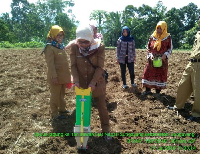 BUDIDAYA TANAMAN JAGUNG