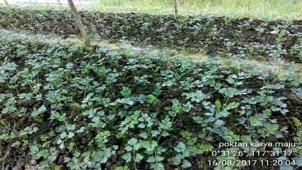 BUDIDAYA SELEDRI (Apium graveolens L.)