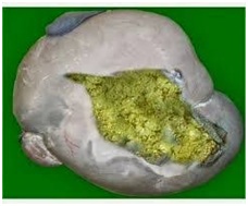 BIOSTARTER BIAYA MURAH
