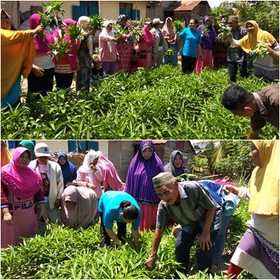 MANFAAT BUDIDAYA TANAMAN HORTIKULTURA BAGI MASYARAKAT KECAMATAN RANDANGAN KABUPATEN POHUWATO