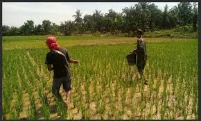 Pemupukan Berimbang Pada tanaman Padi