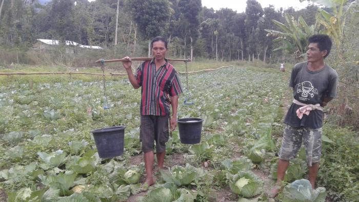 KEGIATAN PELATIHAN BUDIDAYA TANAMAN KOL DESA LAPALE Ã¢â‚¬â€œ KEC.KOTA WAIKABUBAK Ã¢â‚¬â€œ KAB.SUMBA BARAT 