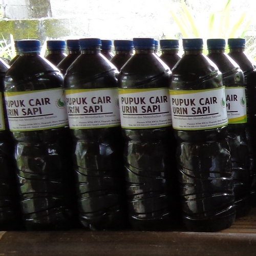 Membuat Pupuk Organik Cair Urine Sapi
