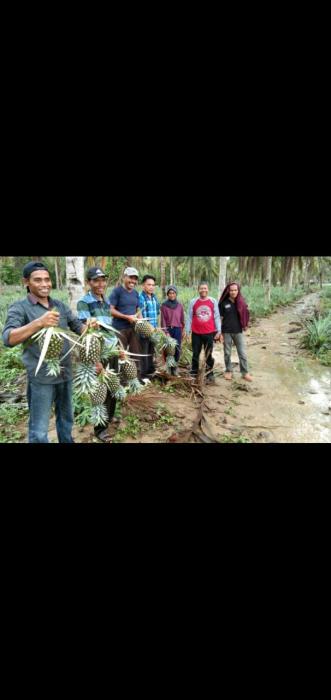Produksi Dan Pemasaran Nenas Di Kelurahan Walambenowite