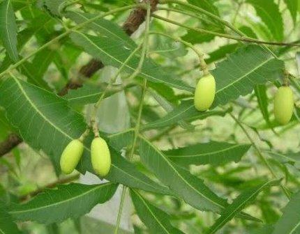 Penggunaan tanaman Mimba (Azadirachta indica) sebagai Pestisida Alami