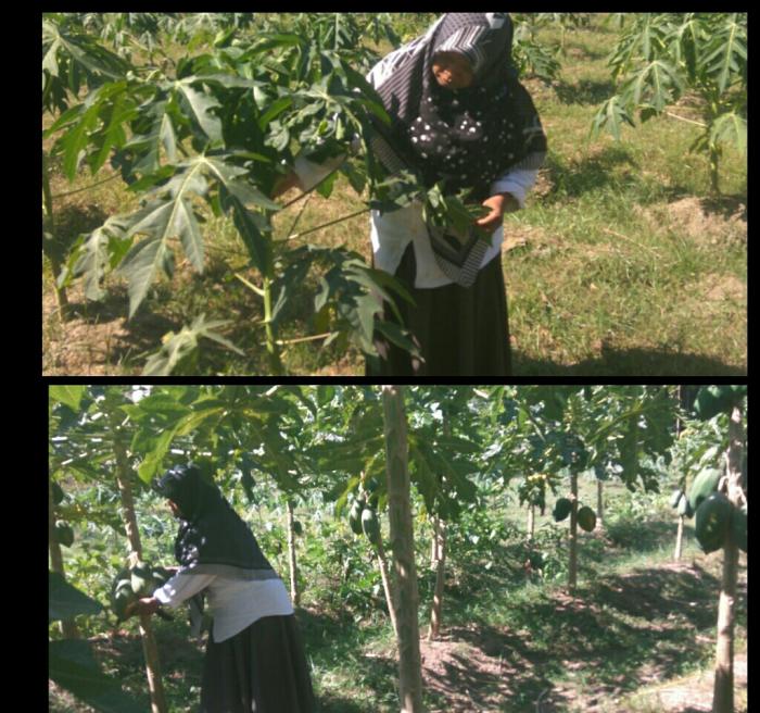 ANALISA USAHA TANI PEPAYA (Carica papaya L.)  DI GAPOKTAN  SARI TANI DESA BANJARSARI KEC NGANTRU