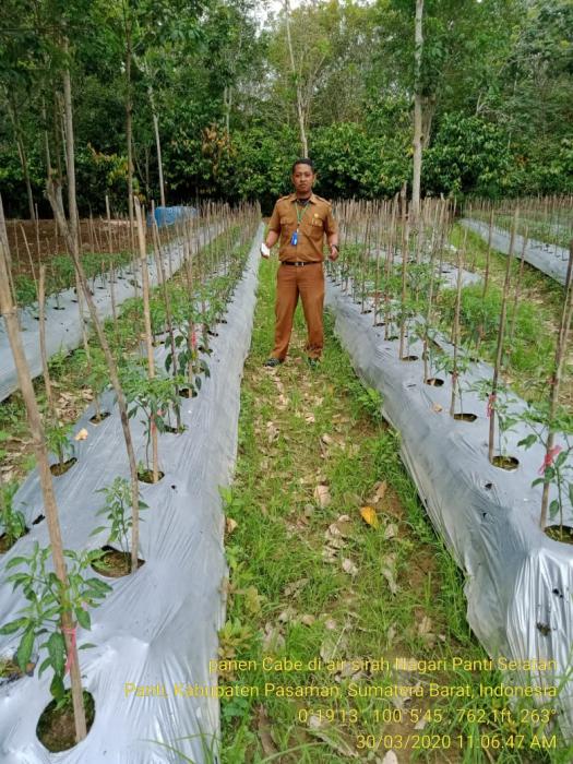 TUMPANG SARI, CARA PETANI KARET PASAMAN TAMBAH PENDAPATAN