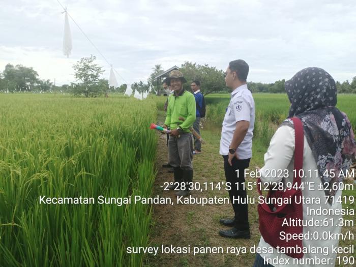 Pendampingan dan Pengawalan Penyuluh BPP Sungai Pandan Menjelang Panen Raya di Desa Tambalang Kecil