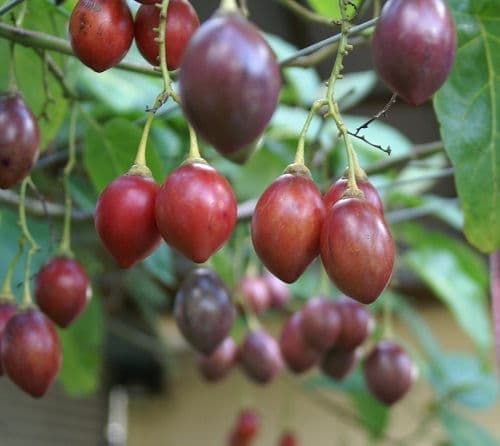 BUDIDAYA TAMARILLO YANG MENYEHATKAN