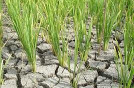 Asuransi Usaha Tani Padi