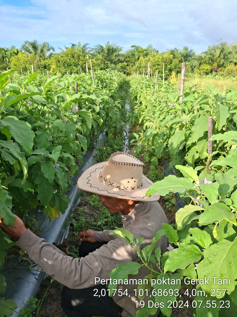 Budidaya Terong telunjuk di Poktan Gerak Tani