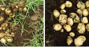 Produksi Stek Berakar Kentang SNI 9215 : 2023