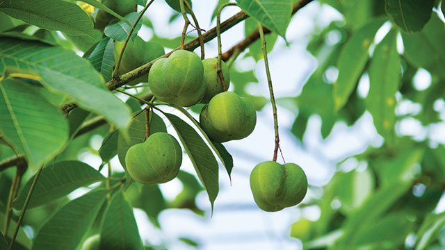 Bertanam Buah timun suri menjelang bulan Ramadan