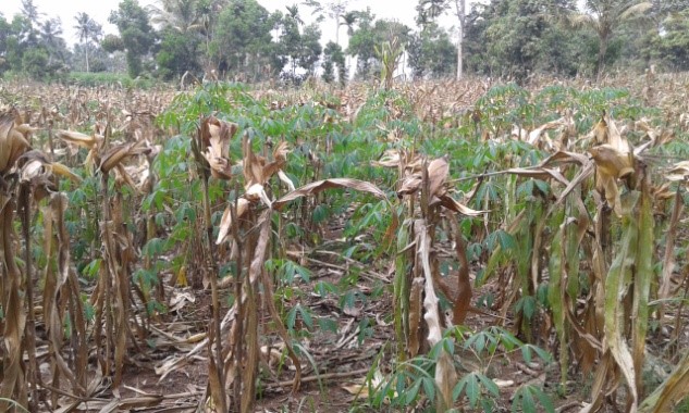 TEKNIK BUDIDAYA PADA POLA TANAM TUMPANG SISIP JAGUNG-UBIKAYU