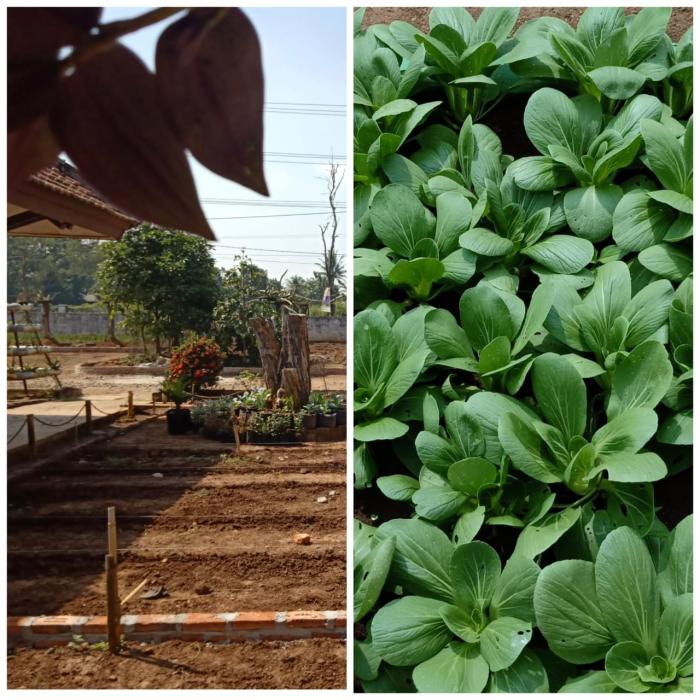 PENYIAPAN LAHAN BUDIDAYA SAYURAN ORGANIK