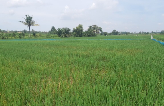 MENGENAL HAMA TIKUS DAN PENGENDALIANNYA