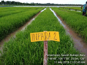 PENGELOLAAN SAWAH BUKAAN BARU  ( TANTANGAN DAN HARAPAN )