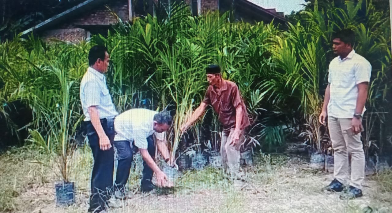 Disbun Bengkalis Siapkan Bibit Sawit Bersertifikat Untuk Kelompok Tani