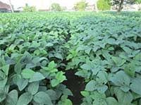 TEKNIK PRODUKSI EDAMAME SEUAI  STANDART OPERASIONAL PROSEDUR (SOP)