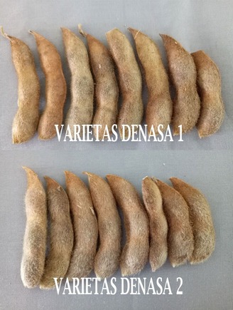 DENASA, VARIETAS UNGGUL KEDELAI BERBIJI BESAR DAN TOLERAN NAUNGAN