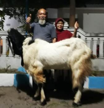 Cara menanggulangi penyakit Scabies Pada Ternak Kambing menggunakan oli bekas