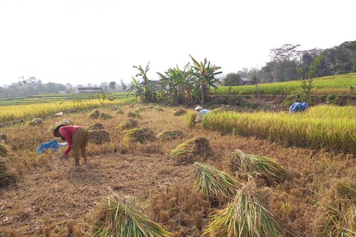Menyiasati Pengeringan Gabah Saat Hujan