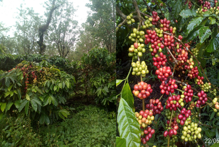 TEKNOLOGI BUDIDAYA KOPI