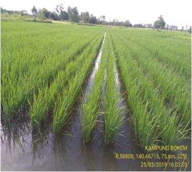 PENINGKATAN KAPASITAS PENYULUH SWADAYA MELALUI KEGIATAN DEMONSTRASI PLOT DI KECAMATAN BOTUPINGGE