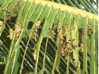 TAHAP PENGEMBANGAN KEMITRAAN CLOSED LOOP