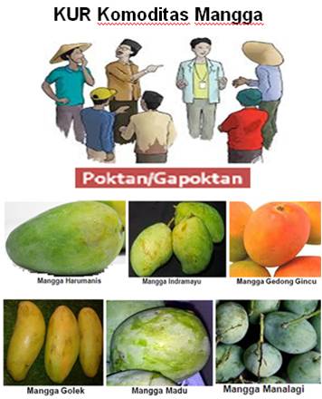 MENINGKATKAN DAYA SAING MANGGA DENGAN PEMANFAATAN KUR