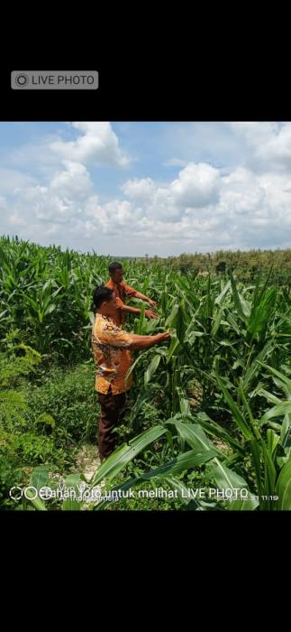 HAMA PENTING  PADA TANAMAN JAGUNG SERTA CARA PENGENDALIANNYA