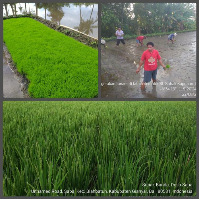 Budidaya Padi Hibrida